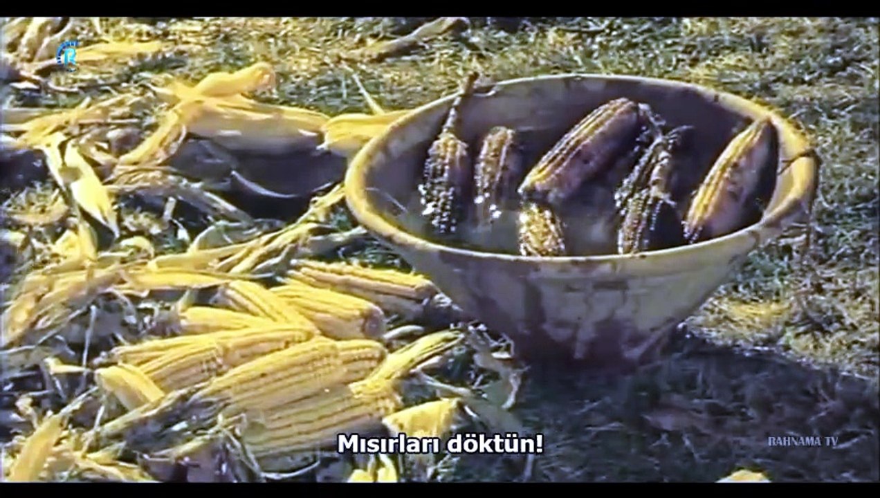 Armut Ağacı