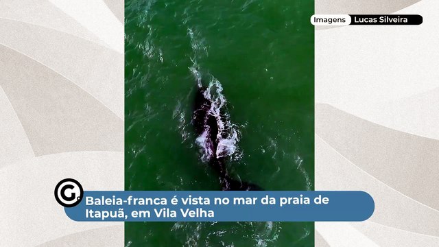 Baleia-franca é vista no mar da praia de Itapuã, em Vila Velha