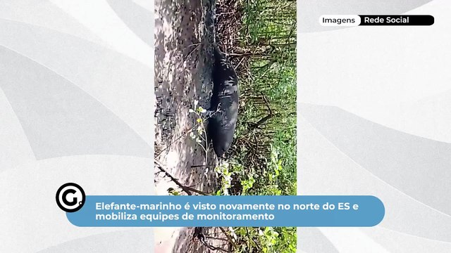Elefante-marinho é visto novamente no norte do es e mobiliza equipes de monitoramento