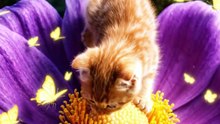 Cat and Butterfly 🐱🦋✨  #CatAndButterfly #CuteCat #Butterfly #NatureVibes #AdorableMoments #PetLove #AestheticMood #ViralCat #SoftBeauty
