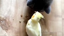 Cats vs. Gravity (and Logic)