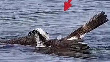 Falcon vs Fish: The Ultimate Aerial Strike! 🦅🔥#animals #wildlife #trending #viral  #nature #shorts #ytshorts #youtubeshorts Animal related videos☺️