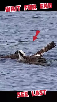 Falcon vs Fish: The Ultimate Aerial Strike! 🦅🔥#animals #wildlife #trending #viral #nature #shorts #ytshorts #youtubeshorts Animal related videos☺️