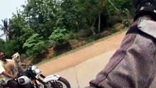 Cute adorable dog on a motorbike