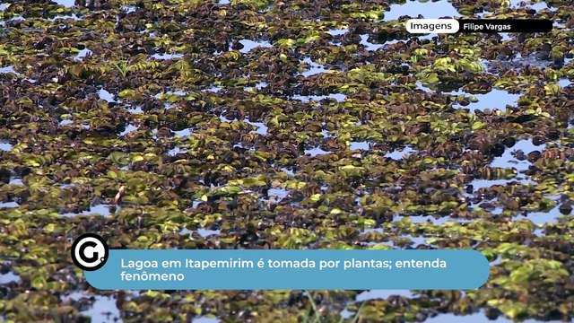 Lagoa em Itapemirim é tomada por plantas; entenda fenômeno