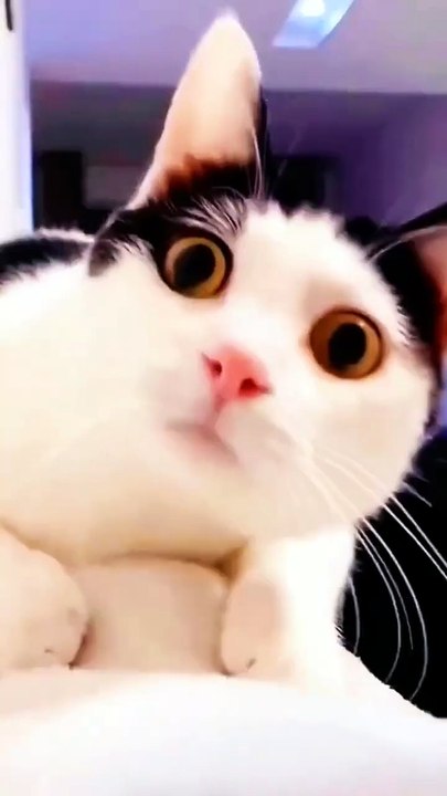 funniest animal cat #cat #funny #shortsfeed #cute
