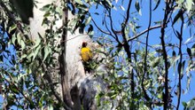 Flame back woodpecker BIRD
