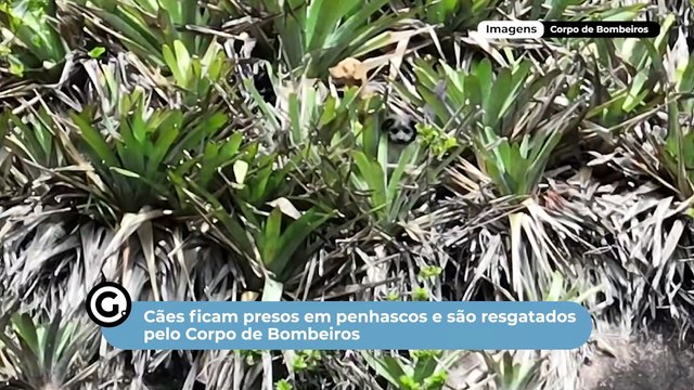 Cães ficam presos em penhascos e são resgatados pelo Corpo de Bombeiros
