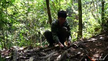 Life in the wilderness trapping wild boars, caring for abandoned wild boar piglets