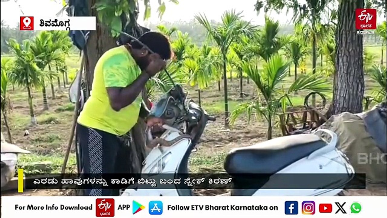 ತೋಟಕ್ಕೆ ನುಗ್ಗಿದ ಹೆಬ್ಬಾವು, ಬೈಕ್ ಏರಿದ ನಾಗರಹಾವು: ಎರಡೂ ಹಾವುಗಳನ್ನು ಕಾಡಿಗೆ ಬಿಟ್ಟ ಸ್ನೇಕ್ ಕಿರಣ್