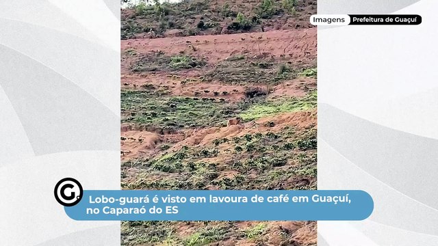 Lobo-guará é visto em lavoura de café em Guaçuí, no Caparaó do ES