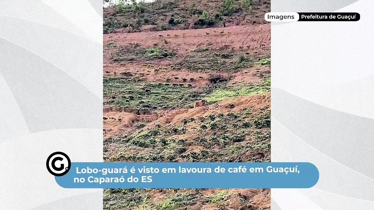 Lobo-guará é visto em lavoura de café em Guaçuí...