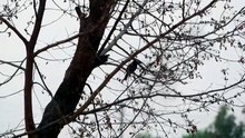 Red Vented Bulbul and Asian Green Bee-eater #birds