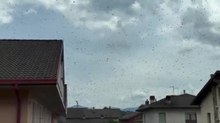Allarme insetti: sciami di api a Sedico
