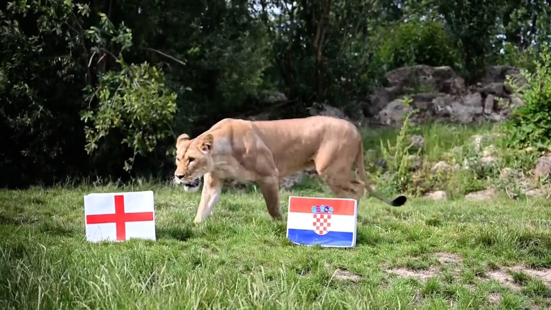 El nuevo 'Pulpo Paul' inglés: unos leones predicen el destino de Inglaterra en el Mundial