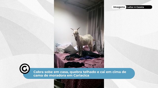 Cabra sobe em casa, quebra telhado e cai em cima de cama de moradora em Cariacica