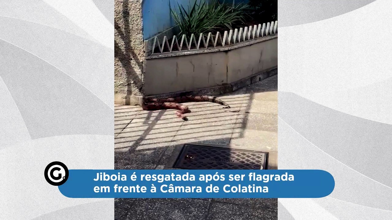 Jiboia é resgatada após ser flagrada em frente à Câmara de Colatina