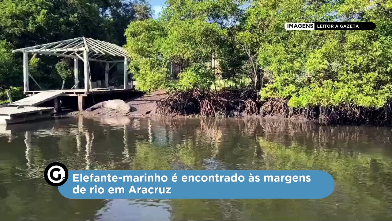Elefante-marinho é encontrado às margens de rio em Aracruz