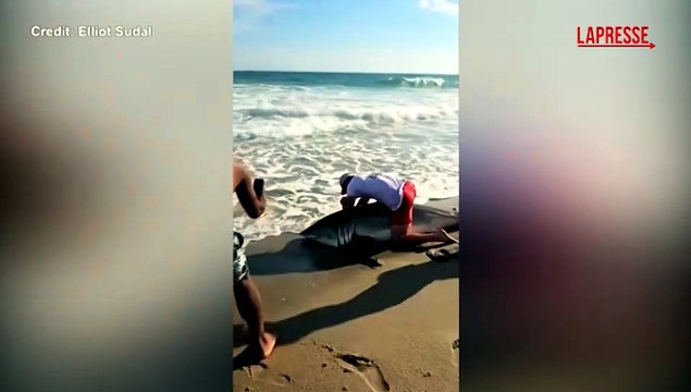 Usa, pescatore salva squalo bianco: rimuove l'amo e lo libera in acqua