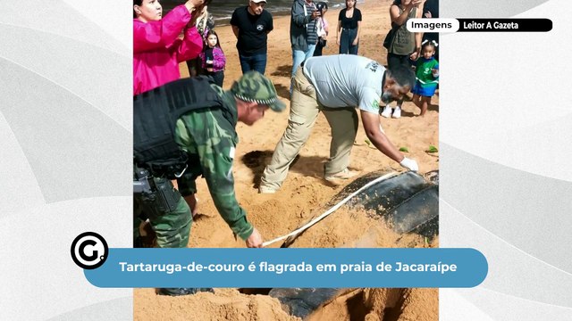 Tartaruga-de-couro é flagrada em praia de Jacaraípe