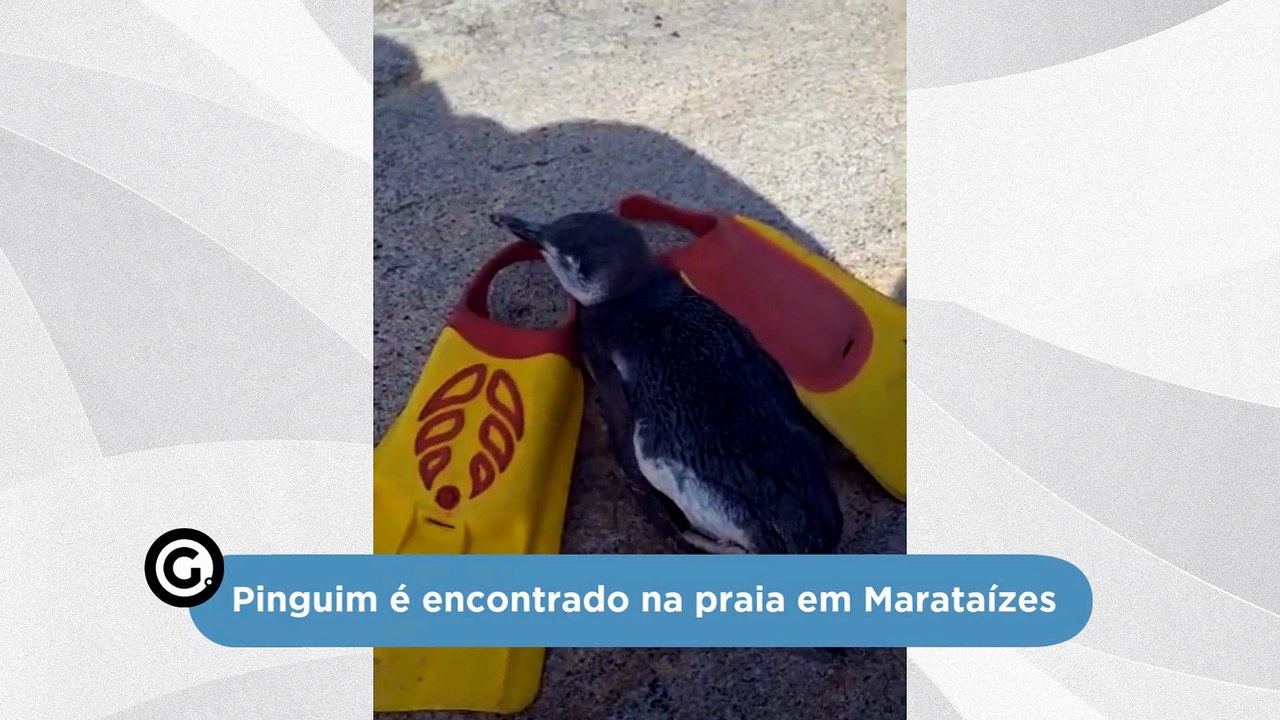 Pinguim é encontrado na praia em Marataízes