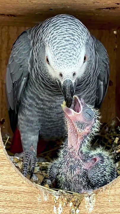 a young bird feeding#emotional #c