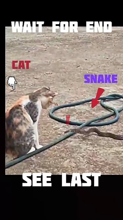 Cat is so fast and there reactions time so fast #viral #cat #catvideo #trending