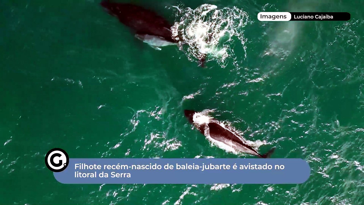 Filhote recém-nascido de baleia-jubarte é avistado no litoral