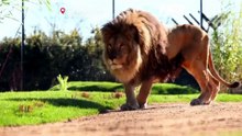 Leones británicos vaticinan el destino de Inglaterra en el Mundial