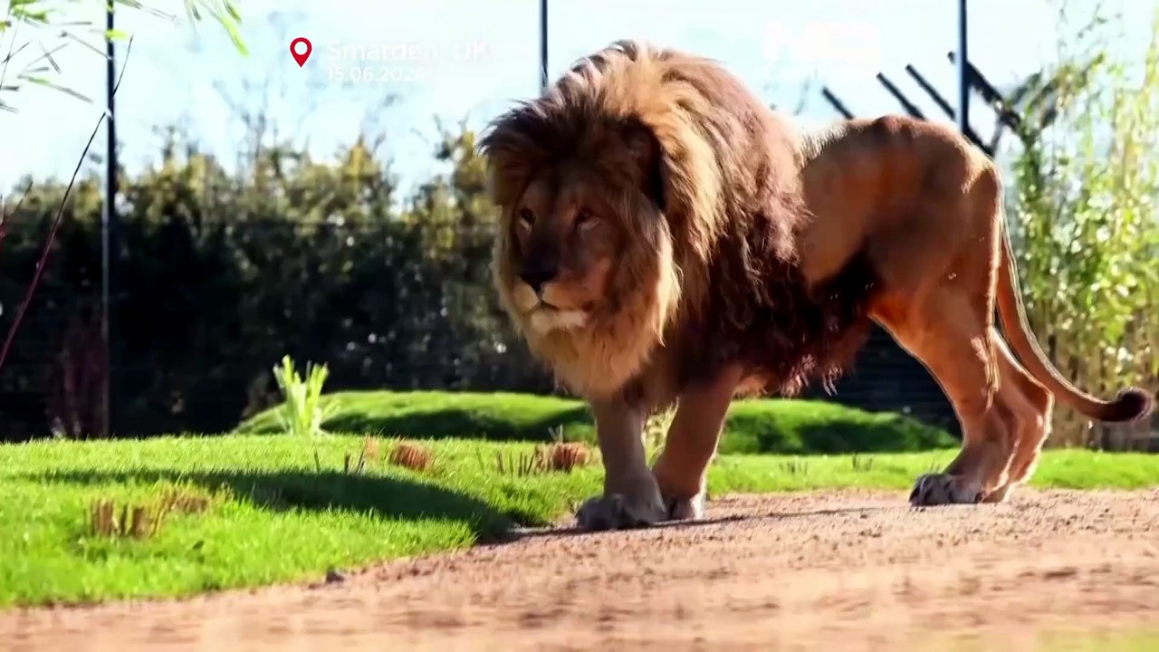 أسود في المملكة المتحدة تتنبأ بمصير إنجلترا في كأس العالم