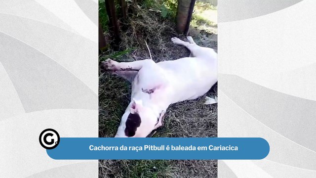 Cachorra da raça Pitbull é baleada em Cariacica