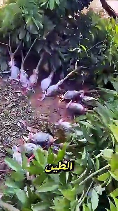 كيف تستنسخ شجرة كاملة باستخدام الطين فقط؟ #فواكه #مزارع #حديقة#viral #shorts #farming
