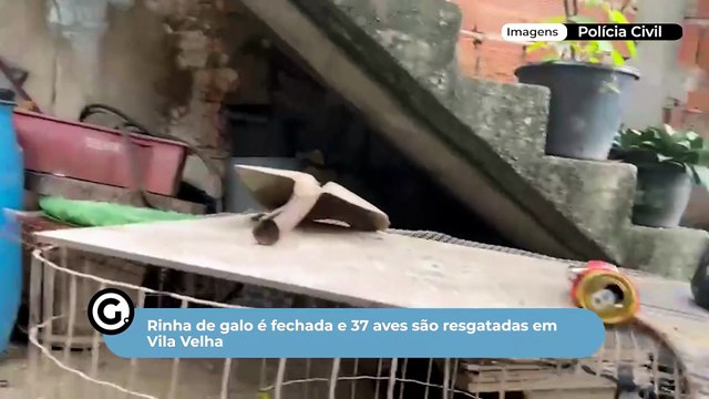 Rinha de galo é fechada e 37 aves são resgatadas em Vila Velha