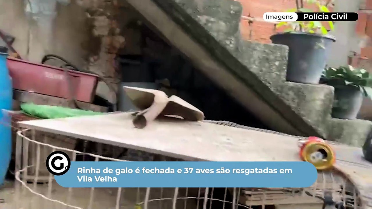 Rinha de galo é fechada e 37 aves são resgatadas em Vila Velha