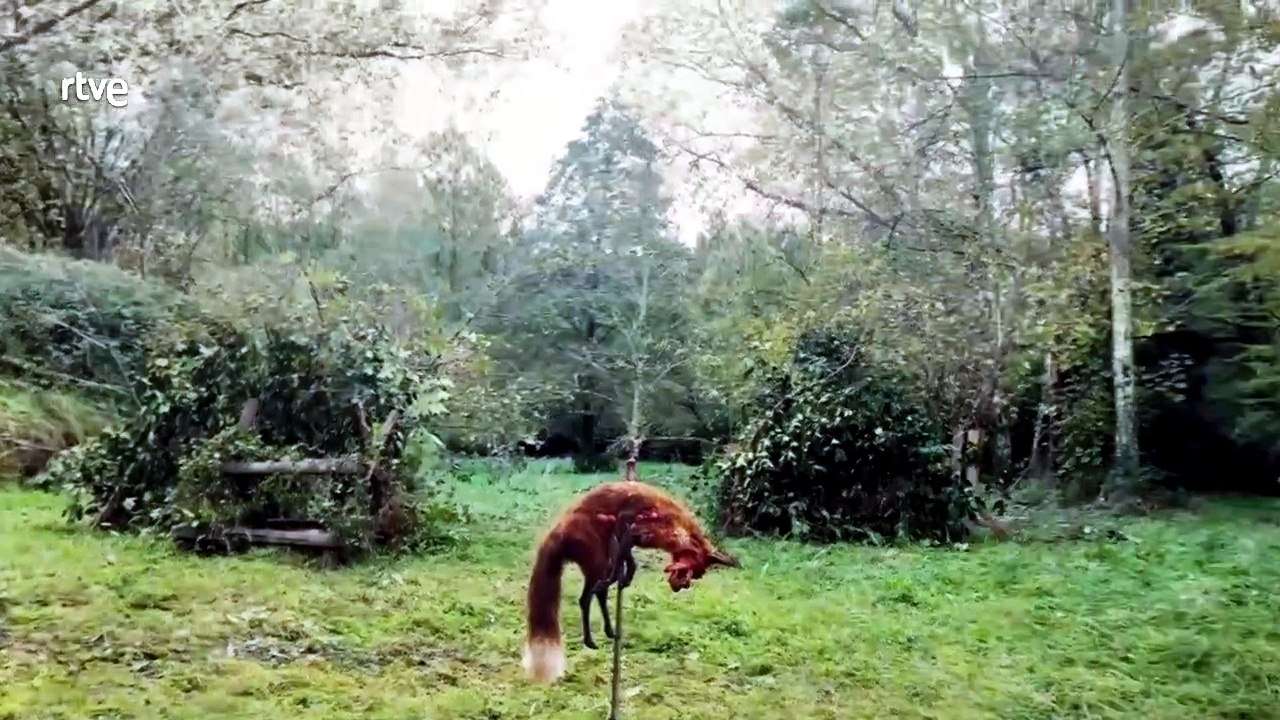 Caminantes - Alguien en el bosque [Full Movie]