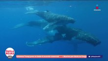 Bahía de Banderas y su conexión con las ballenas | De Pisa y Corre con Paola Rojas