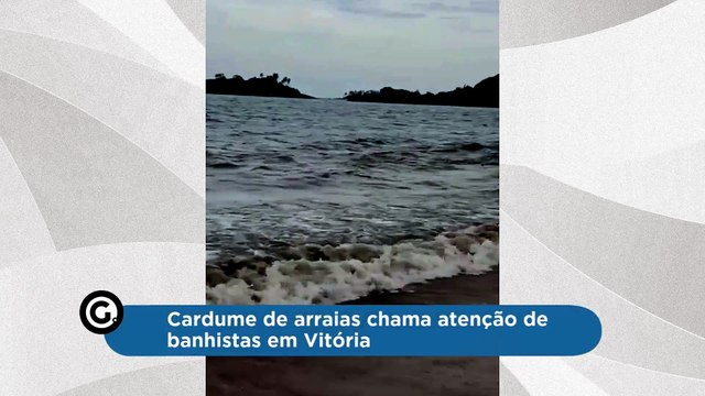 Cardume de arraias chama atenção de banhistas em Vitória