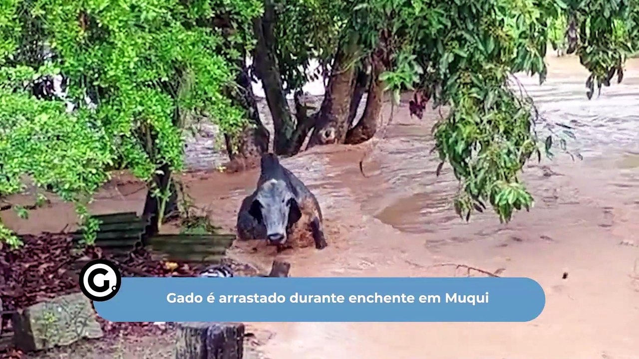 Gado é arrastado durante enchente em Muqui