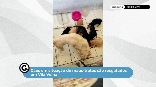 Cães em situação de maus-tratos são resgatados em Vila Velha