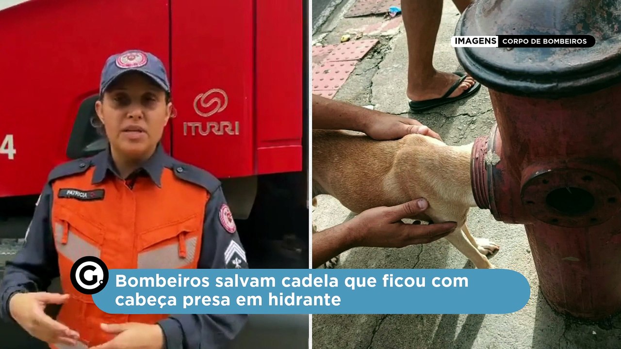 Bombeiros salvam cadela que ficou com cabeça presa em hidrante