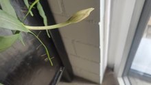 Deutsch lernen: Die Blütenknospe 🌱 | Almanca öğren: Çiçek tomurcuğu