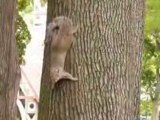Flo dresse les écureuils dans Central Park - 1