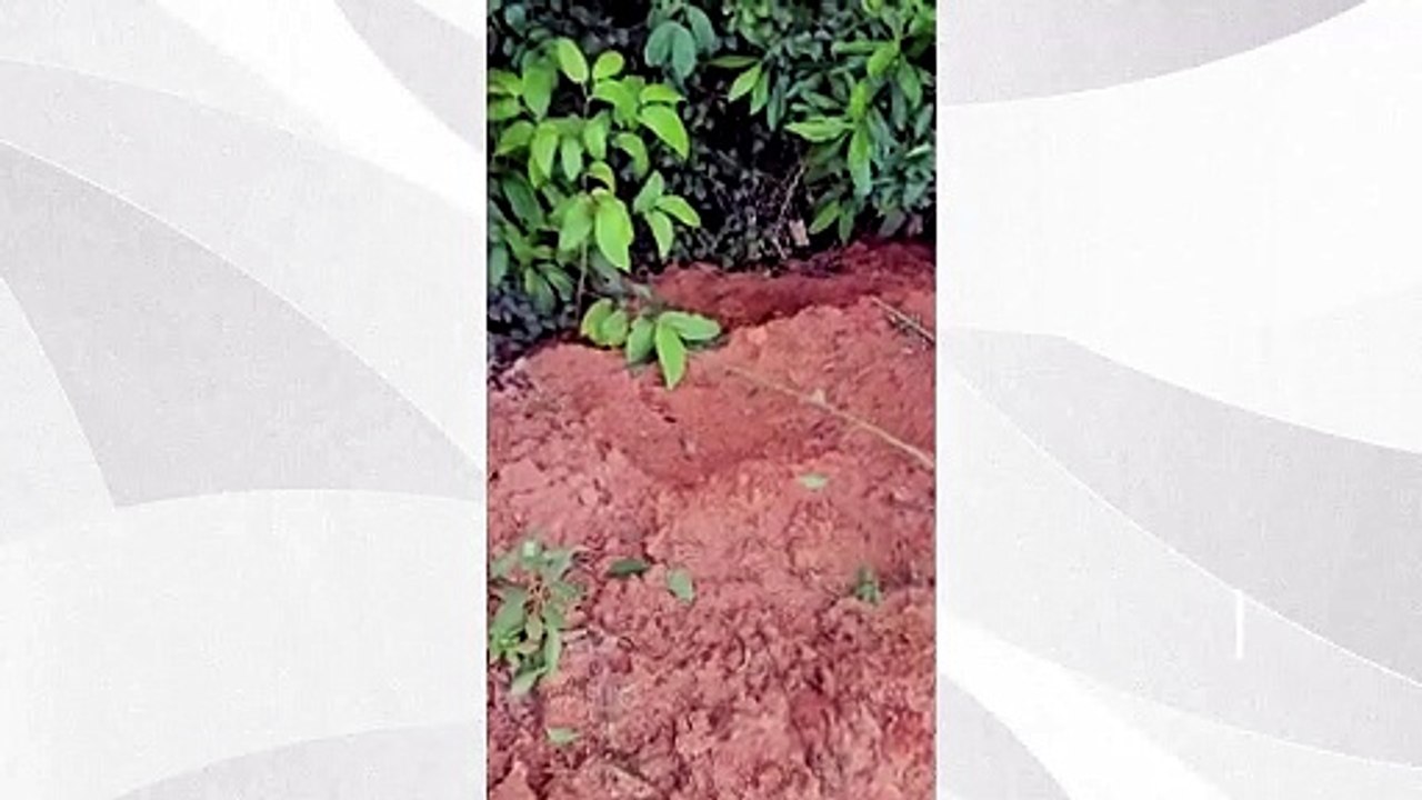 Cobra jararaca é capturada dentro de escola em Aracruz