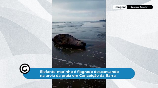 Elefante-marinho é flagrado descansando na areia da praia em Conceição da Barra