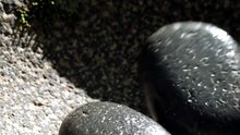 Stones Dropped Into Stone Bowl ✨ Satisfying Natural Sound