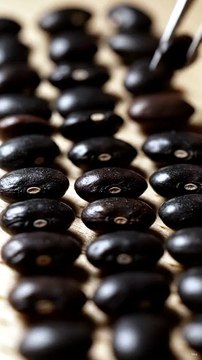Black Beans Aligned Into a Perfect Grid ✨ Satisfying Pattern Art