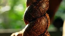 Coconut Shell Pieces Stacking Into Spiral Pattern 🥥✨ Satisfying Natural Art