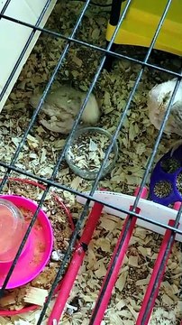 Francisco did not quite understand the concept of personal space yet. | #SparklegleamFarm #Francisco #Scootaltoo #farm #chickens #farmanimals #soft #cute