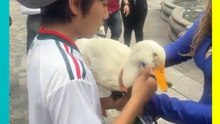 El Patito Merlín se refresca en la Alameda Oriente previo al México vs Corea del Sur