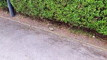 Escaping the bushes 🐢🌳🌿